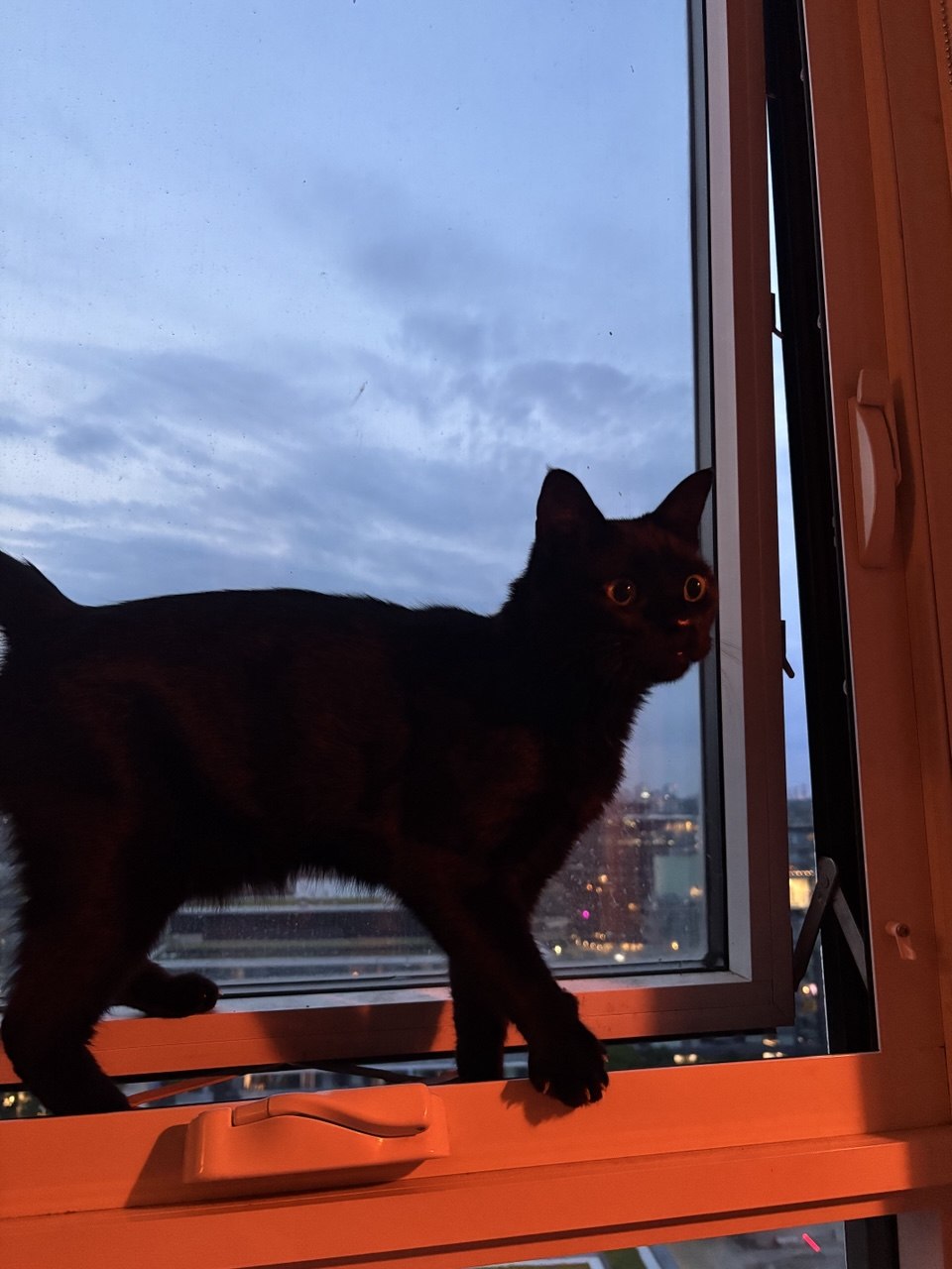 Tony's cat beside a Toronto window
